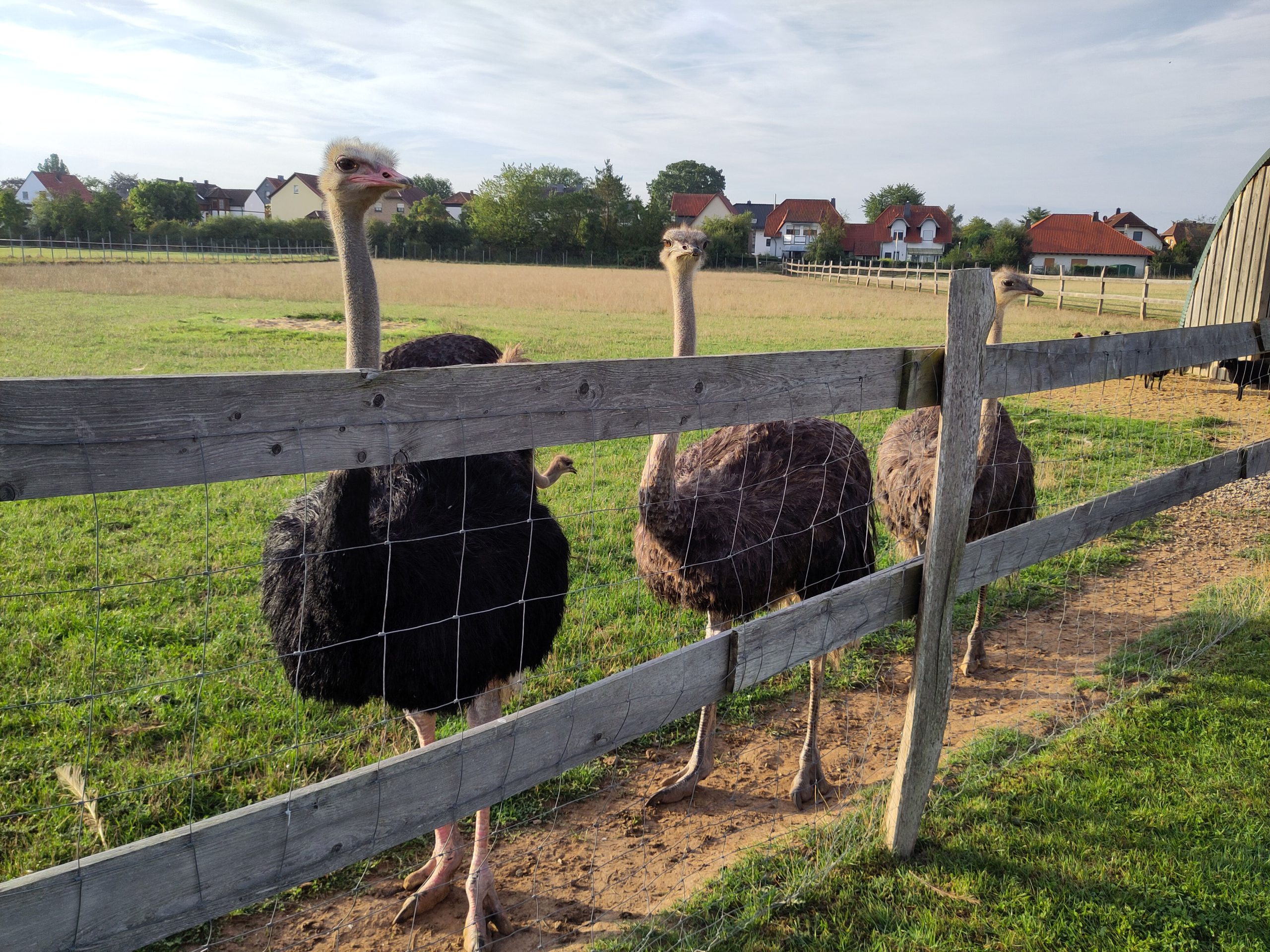 Ausflug der 2a und 4a zur Straußenfarm
